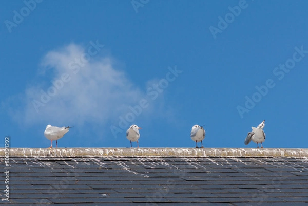 Obraz Seagulls perched on a roof with blue sky