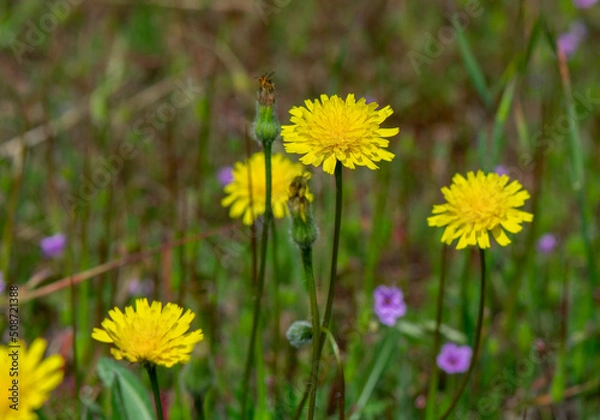 Obraz Closeup of Hypochaeris radicata also known as false dandelion, catsear, flatweed. An introduced species, found here in California.