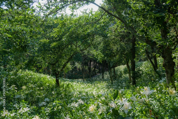 Obraz 綺麗な新緑と百合の花