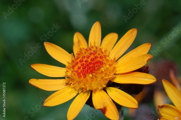 Obraz arnica montana