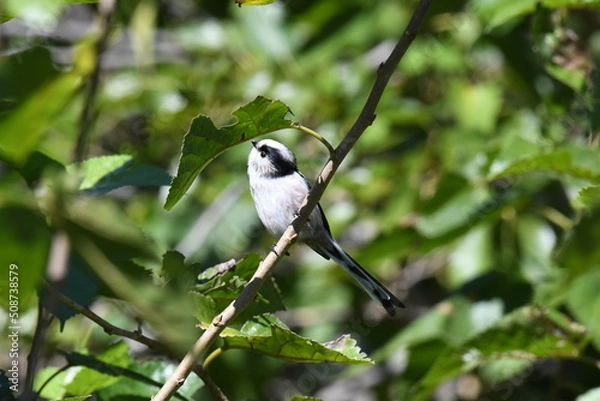 Fototapeta 枝の間を飛び回るエナガ
