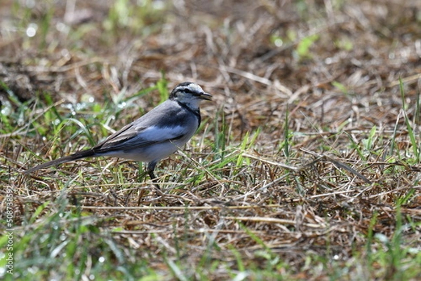 Obraz 目の前で自己主張するハクセキレイ