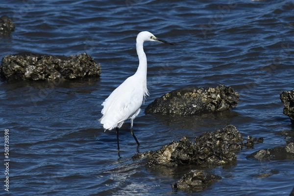 Fototapeta 海岸沿いで狩りをするコサギ