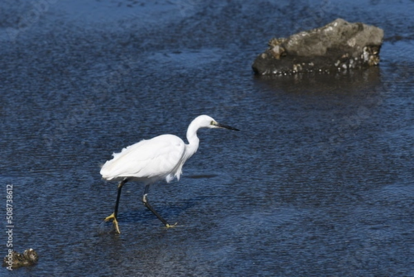 Obraz 海岸沿いで狩りをするコサギ