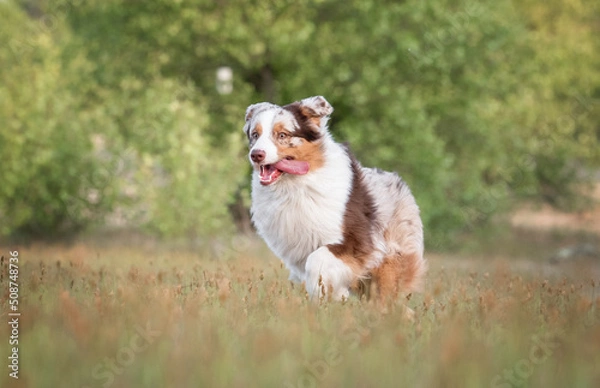 Fototapeta Action motion photo of happy brown white red merle australian shepherd dog running in the grass on the background green trees in summer