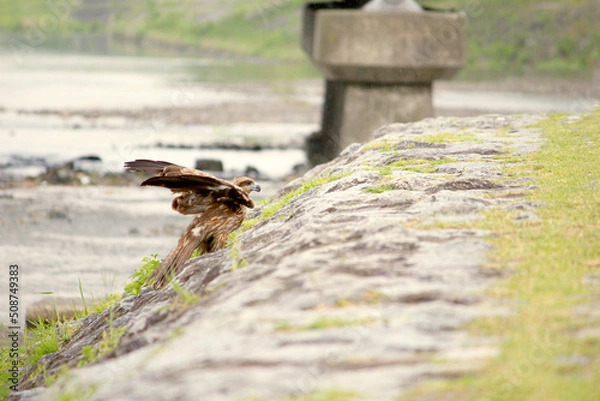 Fototapeta 飛ぼうと頑張る野鳥の姿