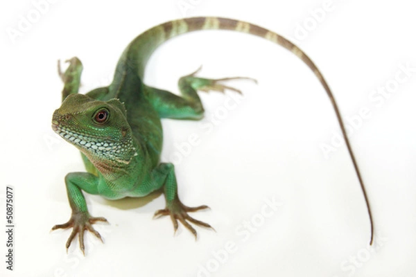 Fototapeta Chinese Water Dragon