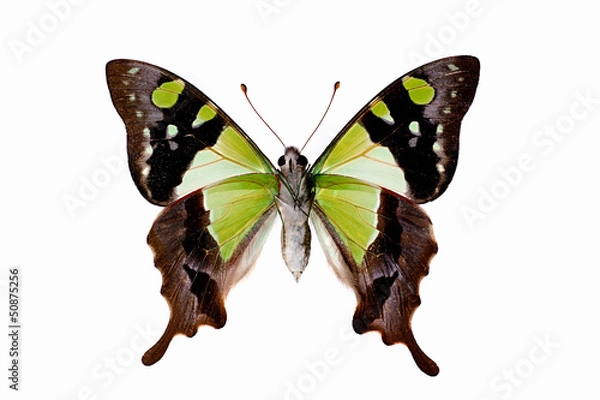 Obraz Butterfly - Macleays Swallowtail underside, Graphium macleayanus