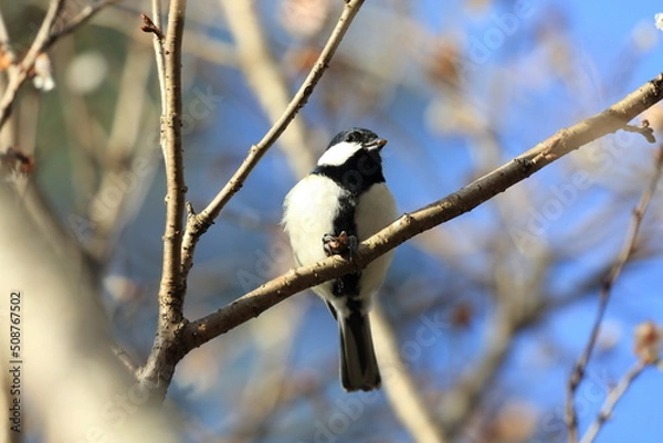 Fototapeta シジュウカラ