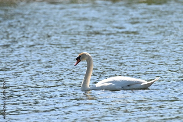 Obraz Schwan - Bird - Wildlife