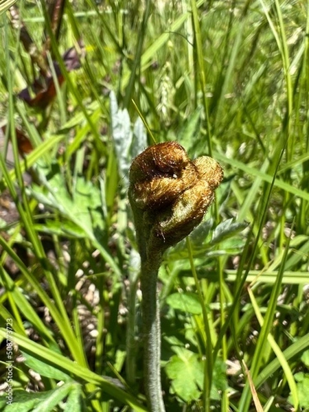 Fototapeta 上高地 わらび 山菜 長野県