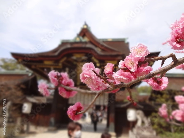 Obraz 北野天満宮  梅の花