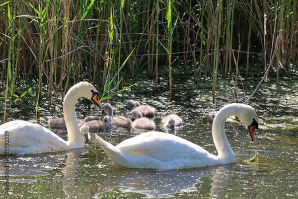 Obraz A family of swans feeds on an overgrown reed lake.