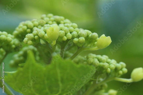 Obraz 一枚の葉の向こうのいくつかの蕾だけが開花が始まったまだ色づく前のガクアジサイのマクロ