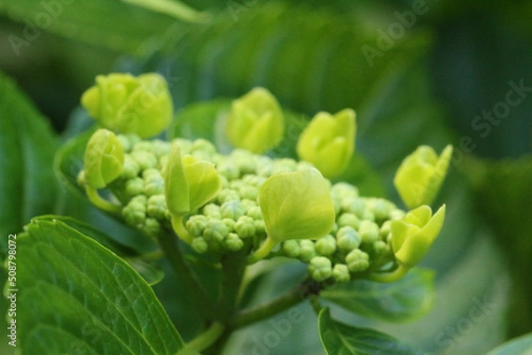 Obraz 周り部分の蕾が丸く円を描くように開花を始めているガクアジサイのマクロ。全体にやや日差し当たっている