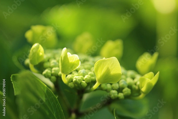 Obraz 周り部分の蕾が丸く円を描くように開花を始めているガクアジサイのマクロ。日差したくさん当たっている