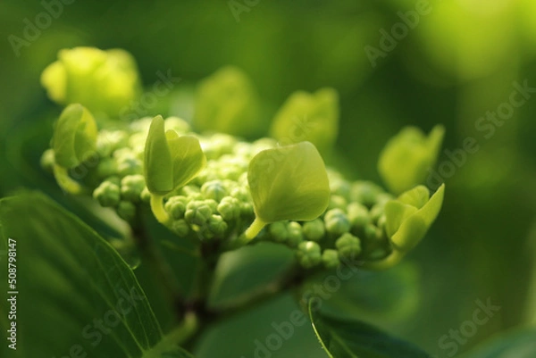 Obraz 周り部分の蕾が丸く円を描くように開花を始めているガクアジサイのマクロ。部分的に日差しが当たっている