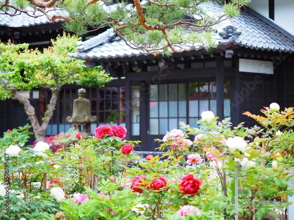 Obraz 北海道の風景 小樽貴賓館 旧青山別邸 牡丹と芍薬