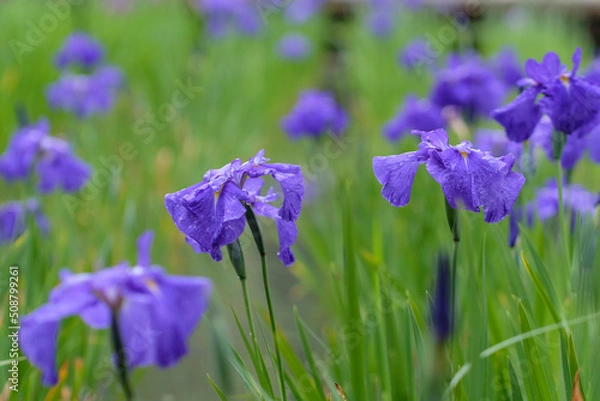 Fototapeta 雨の日の花菖蒲