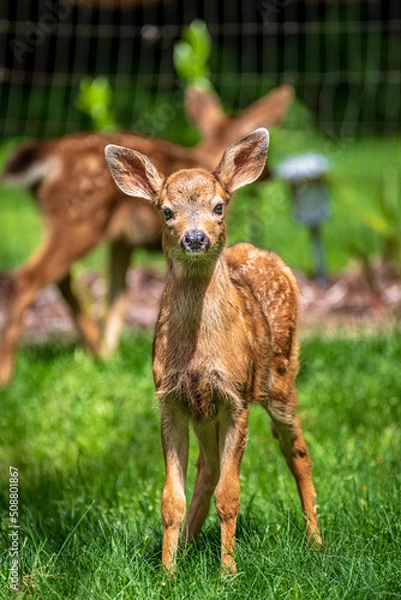 Obraz Fawn 