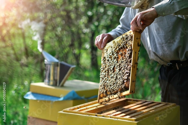 Fototapeta Beekeeper removing honeycomb from beehive. Person in beekeeper suit taking honey from hive. Farmer wearing bee suit working with honeycomb in apiary. Apiary as a hobby. Organic farming. Copy-space