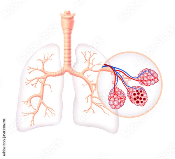 Fototapeta Diagram showing the healthy trachea and air sacs of the human lungs. use in medicine and education