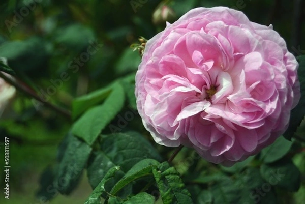 Obraz Pink rose-3