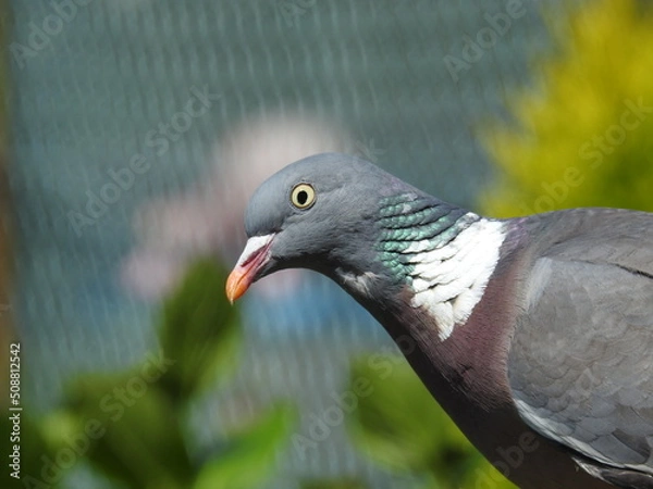Obraz pigeons