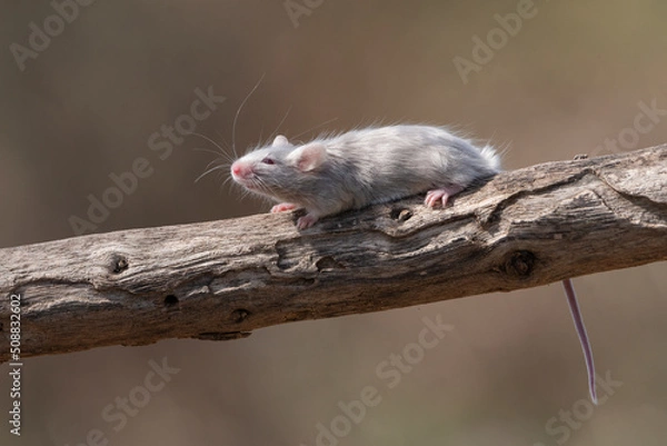 Fototapeta raton comun en una rama 