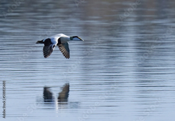 Obraz ejder, common eider, (Somateria mollissima)