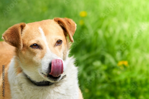 Fototapeta Portrait of a mongrel dog licking on a background of green grass.