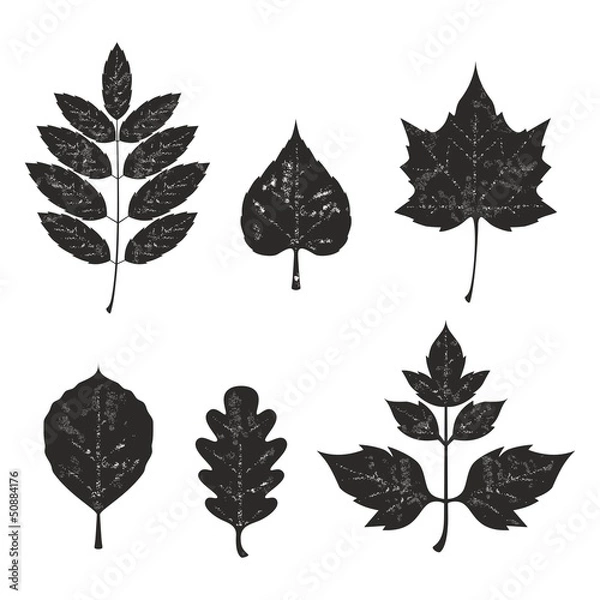 Obraz Grunge leaves silhouete set 01