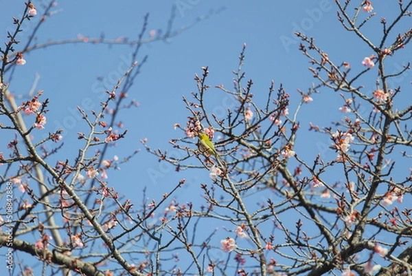 Obraz メジロと桜