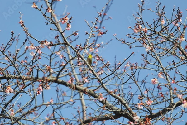 Fototapeta メジロと桜