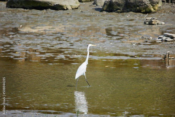 Fototapeta 野鳥観察