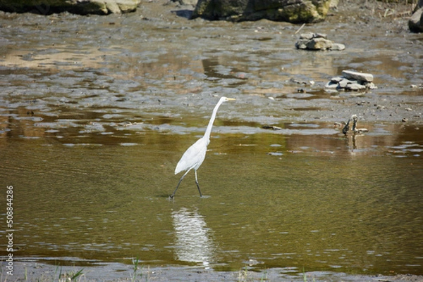 Fototapeta 野鳥観察