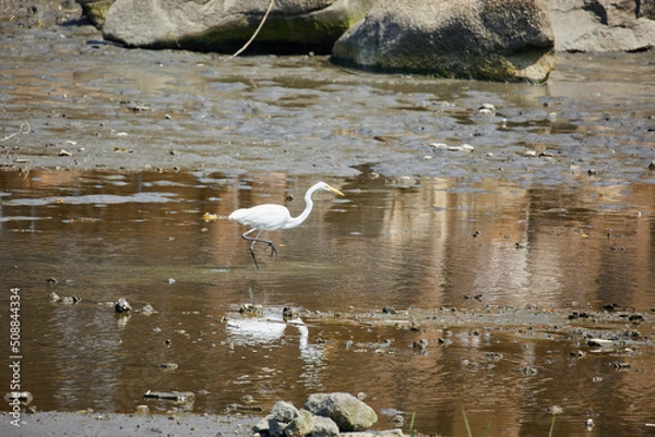 Fototapeta 野鳥観察