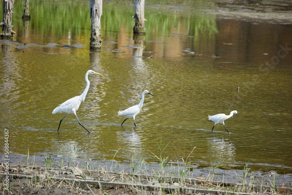 Fototapeta 野鳥観察