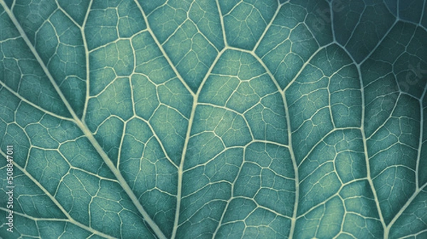 Fototapeta Plant leaf close-up. Mosaic pattern of  cells and veins. Abstract background on a vegetable theme. Beautiful nature structure. Blue green tinted wallpaper. Horseradish leaf. Macro