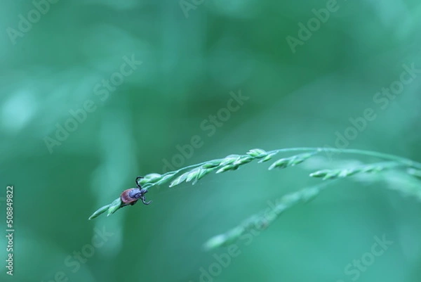 Obraz macro of a tick sitting and waiting in the grass
