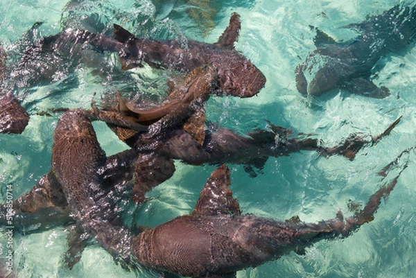 Obraz nurse shark frenzy
