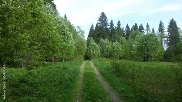 Fototapeta path in the forest