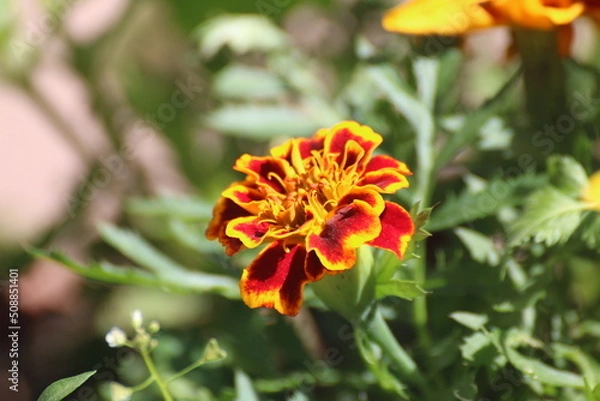 Fototapeta orange flower