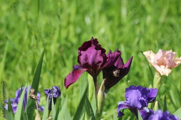 Fototapeta iris flowers in the garden