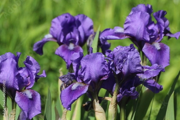 Fototapeta iris flowers in the garden