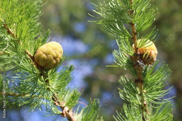Fototapeta cones on a branch