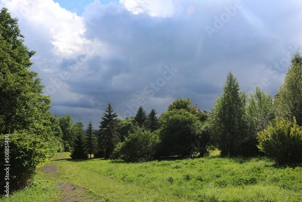 Fototapeta trees in the forest