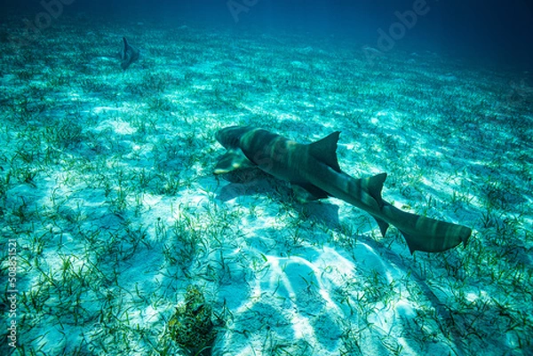 Obraz ominous but friendly