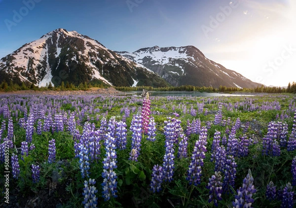 Fototapeta Field of dreams