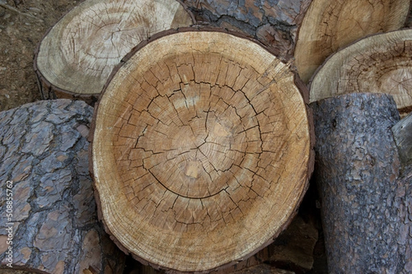 Obraz A pile of firewood logs and stumps, the resources of wood-cutting industry